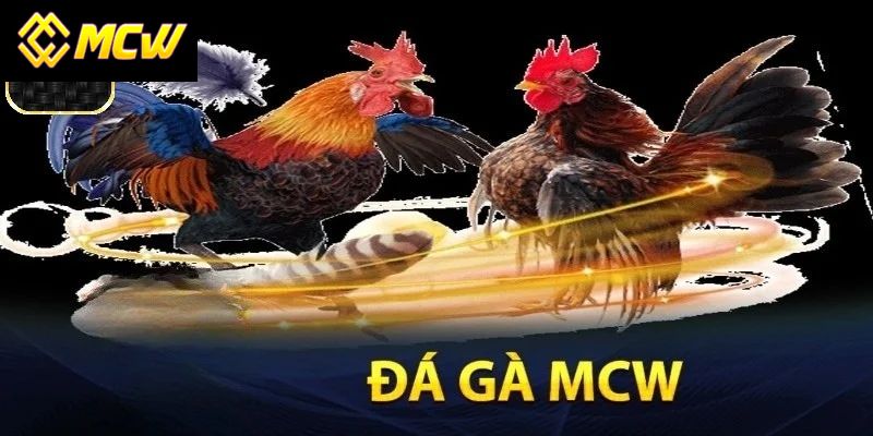 Các thể thức đá gà MCW phổ biến và được yêu thích nhất trong năm 2025